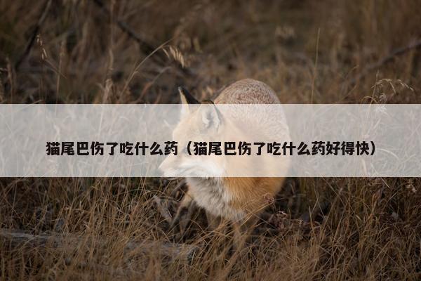 猫尾巴伤了吃什么药（猫尾巴伤了吃什么药好得快）