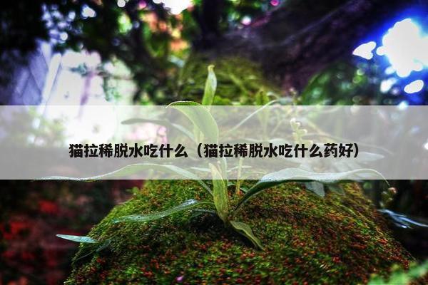 猫拉稀脱水吃什么（猫拉稀脱水吃什么药好）