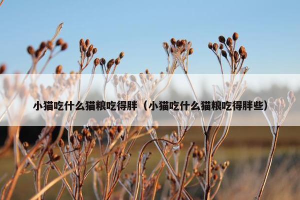 小猫吃什么猫粮吃得胖（小猫吃什么猫粮吃得胖些）