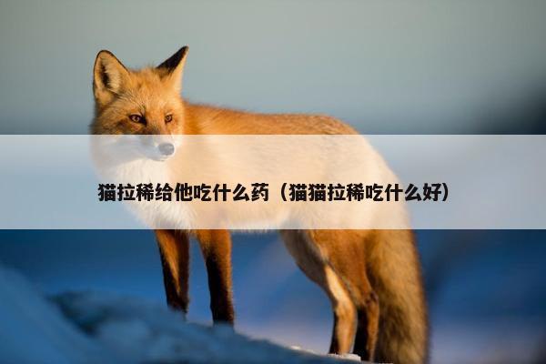 猫拉稀给他吃什么药（猫猫拉稀吃什么好）