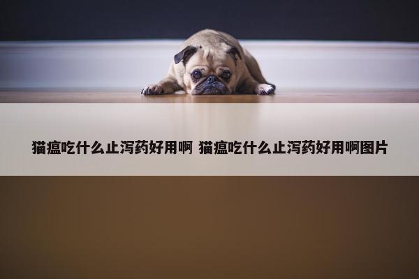 猫瘟吃什么止泻药好用啊 猫瘟吃什么止泻药好用啊图片