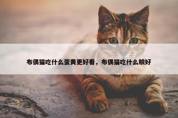 布偶猫吃什么蛋黄更好看，布偶猫吃什么粮好