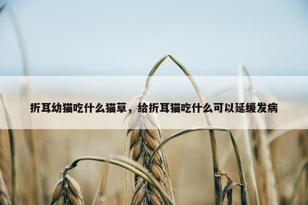 折耳幼猫吃什么猫草，给折耳猫吃什么可以延缓发病