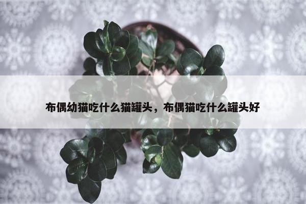 布偶幼猫吃什么猫罐头，布偶猫吃什么罐头好