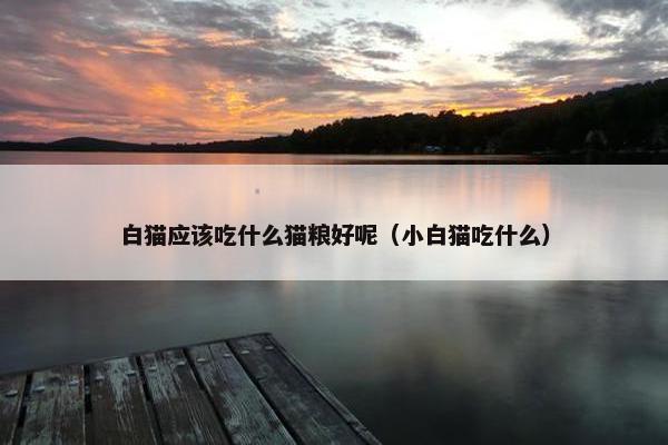 白猫应该吃什么猫粮好呢（小白猫吃什么）