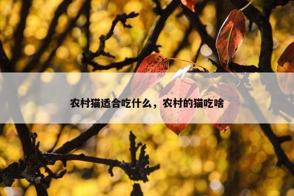 农村猫适合吃什么，农村的猫吃啥