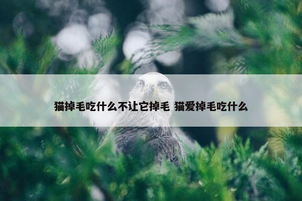 猫掉毛吃什么不让它掉毛 猫爱掉毛吃什么