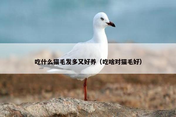 吃什么猫毛发多又好养（吃啥对猫毛好）