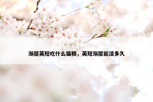 渐层英短吃什么猫粮，英短渐层能活多久