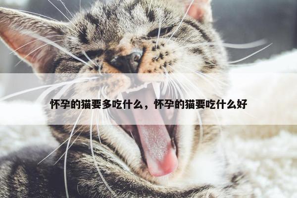 怀孕的猫要多吃什么，怀孕的猫要吃什么好