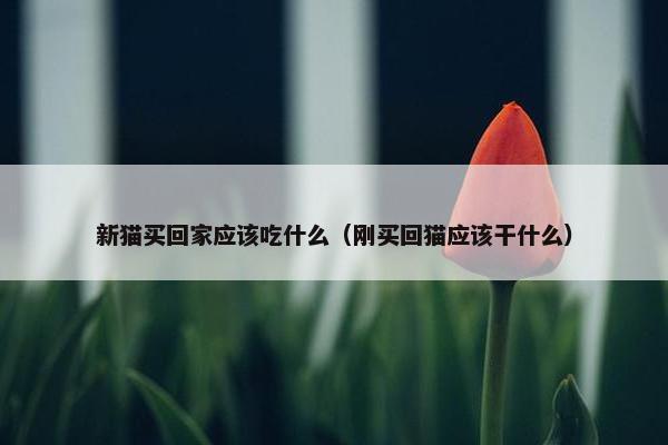 新猫买回家应该吃什么（刚买回猫应该干什么）