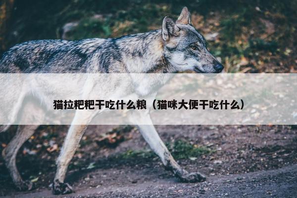 猫拉粑粑干吃什么粮（猫咪大便干吃什么）