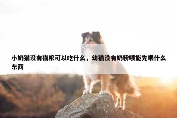 小奶猫没有猫粮可以吃什么，幼猫没有奶粉喂能先喂什么东西