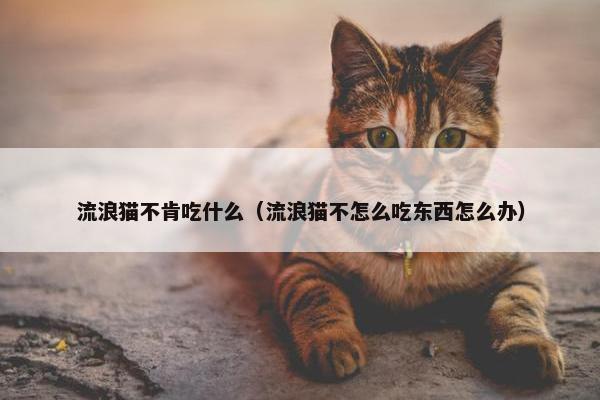 流浪猫不肯吃什么（流浪猫不怎么吃东西怎么办）