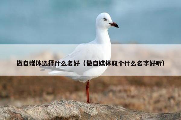 做自媒体选择什么名好（做自媒体取个什么名字好听）