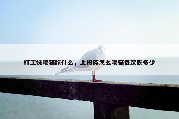 打工妹喂猫吃什么，上班族怎么喂猫每次吃多少