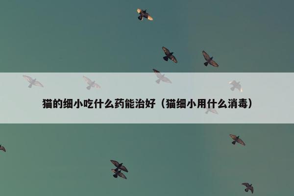 猫的细小吃什么药能治好（猫细小用什么消毒）