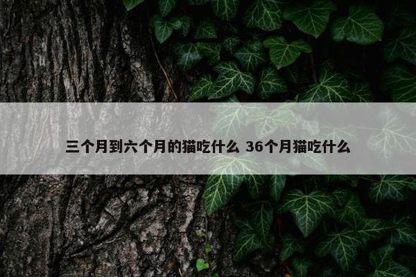 三个月到六个月的猫吃什么 36个月猫吃什么