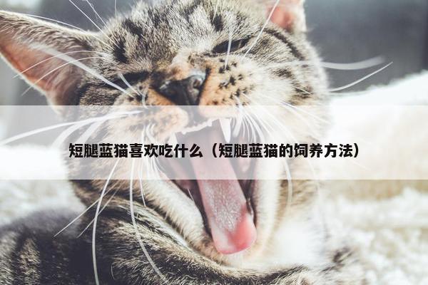 短腿蓝猫喜欢吃什么（短腿蓝猫的饲养方法）