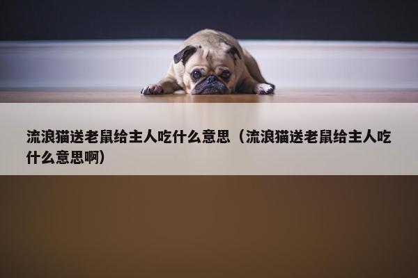 流浪猫送老鼠给主人吃什么意思（流浪猫送老鼠给主人吃什么意思啊）