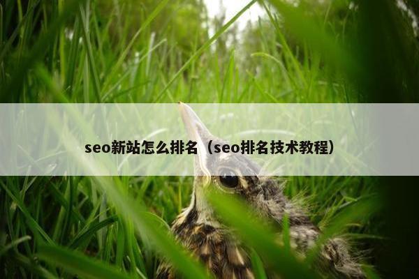 seo新站怎么排名（seo排名技术教程）