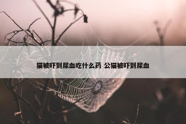 猫被吓到尿血吃什么药 公猫被吓到尿血