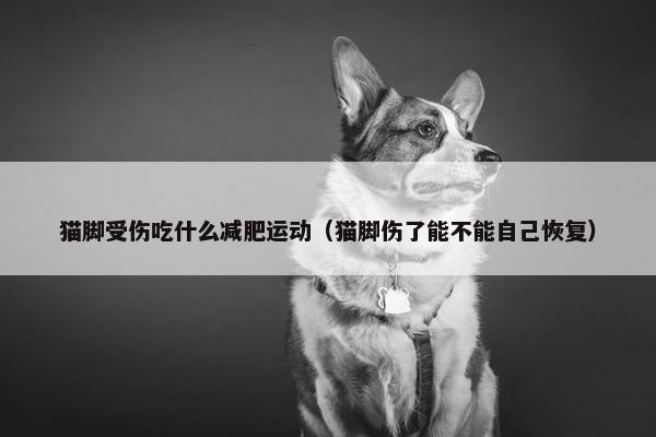 猫脚受伤吃什么减肥运动（猫脚伤了能不能自己恢复）