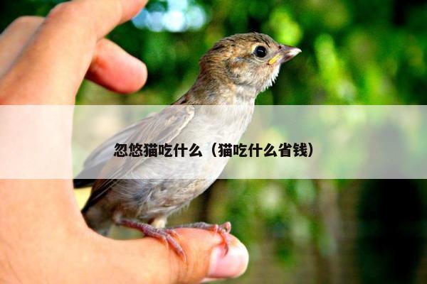 忽悠猫吃什么（猫吃什么省钱）