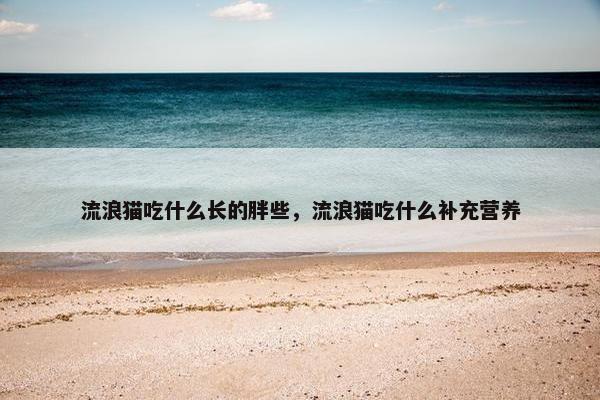 流浪猫吃什么长的胖些，流浪猫吃什么补充营养