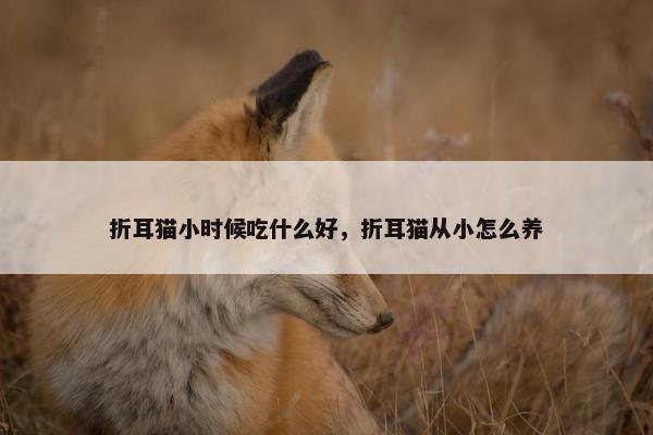 折耳猫小时候吃什么好，折耳猫从小怎么养