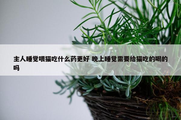 主人睡觉喂猫吃什么药更好 晚上睡觉需要给猫吃的喝的吗