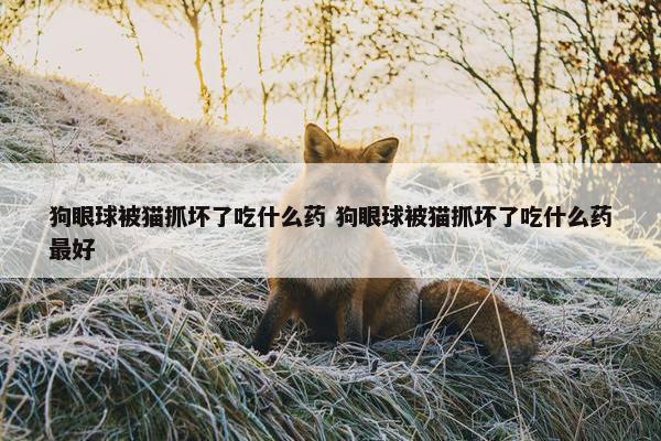 狗眼球被猫抓坏了吃什么药 狗眼球被猫抓坏了吃什么药最好