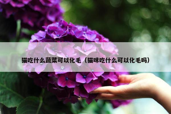 猫吃什么蔬菜可以化毛（猫咪吃什么可以化毛吗）