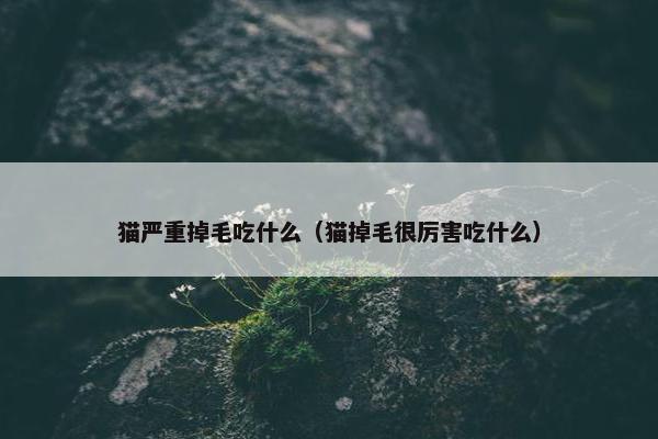 猫严重掉毛吃什么（猫掉毛很厉害吃什么）