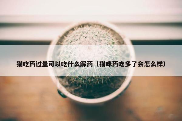 猫吃药过量可以吃什么解药（猫咪药吃多了会怎么样）