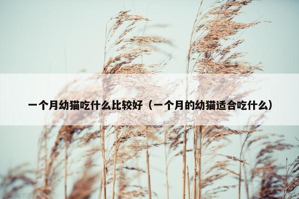 一个月幼猫吃什么比较好（一个月的幼猫适合吃什么）