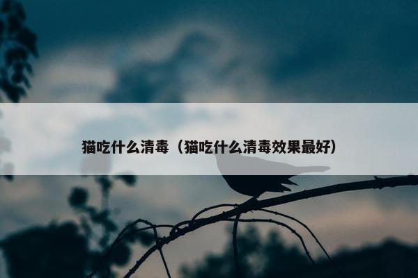 猫吃什么清毒（猫吃什么清毒效果最好）