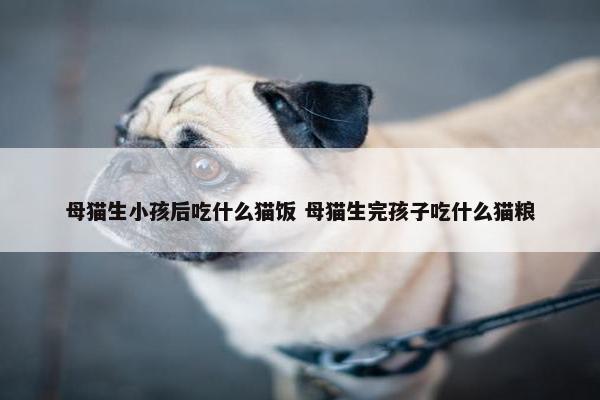 母猫生小孩后吃什么猫饭 母猫生完孩子吃什么猫粮