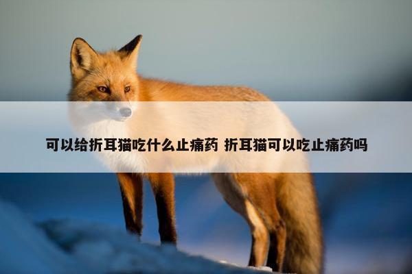 可以给折耳猫吃什么止痛药 折耳猫可以吃止痛药吗