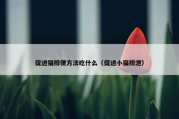 促进猫排便方法吃什么（促进小猫排泄）