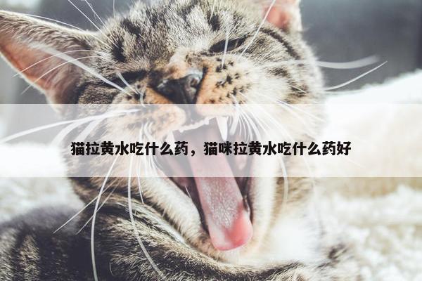 猫拉黄水吃什么药，猫咪拉黄水吃什么药好