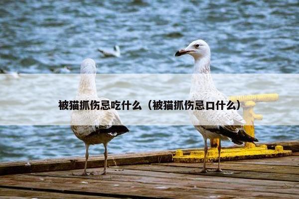 被猫抓伤忌吃什么（被猫抓伤忌口什么）