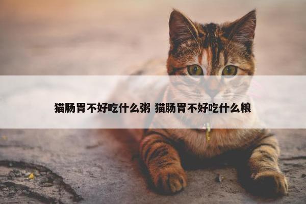 猫肠胃不好吃什么粥 猫肠胃不好吃什么粮