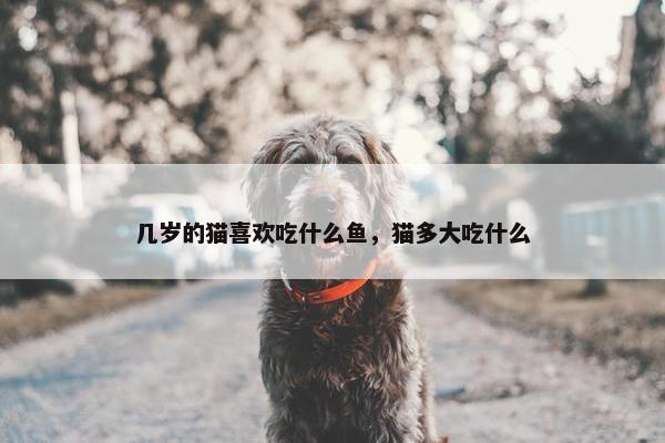 几岁的猫喜欢吃什么鱼，猫多大吃什么