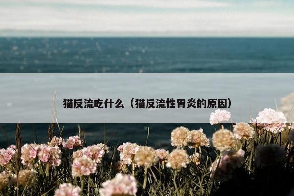 猫反流吃什么（猫反流性胃炎的原因）