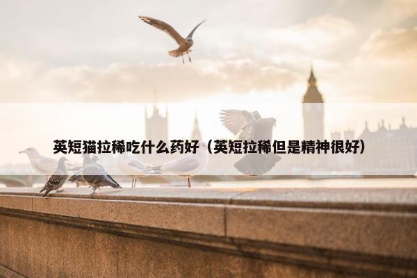 英短猫拉稀吃什么药好（英短拉稀但是精神很好）