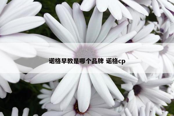 诺格早教是哪个品牌 诺格cp