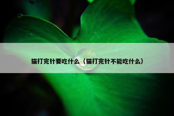 猫打完针要吃什么（猫打完针不能吃什么）