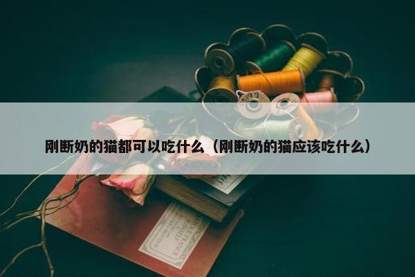 刚断奶的猫都可以吃什么（刚断奶的猫应该吃什么）