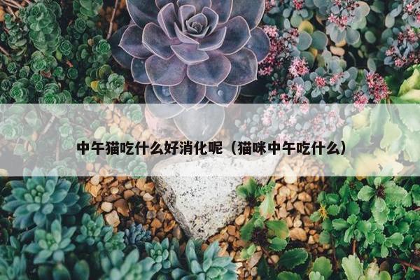 中午猫吃什么好消化呢（猫咪中午吃什么）